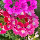 50 Pcs Pink Garden Verbena Perennial Herb Flower Seeds 50 Pcs Pink Garden Verbena Perennial Herb Flower Seeds