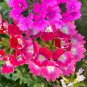 50 Pcs Pink Garden Verbena Perennial Herb Flower Seeds