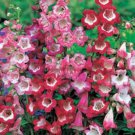 50 Pcs Mixed Beardtongues Penstemon Perennial Flowering Plant Seeds