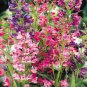 50 Pcs Mixed Beardtongues Penstemon Perennial Flowering Plant Seeds