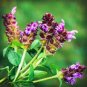 20 Pcs Prunella Herb Perennial Plant Seeds