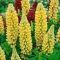 15 Pcs Rare Perennial Yellow Lupine Flower Seeds