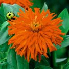 50 Pcs Orange Zinnia Elegans Youth-and-old-age Annual Flowering Plant Seeds 50 Pcs Orange Zinnia Elegans Youth-and-old-age Annual Flowering Plant Seeds