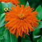 50 Pcs Orange Zinnia Elegans Youth-and-old-age Annual Flowering Plant Seeds