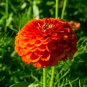 50 Pcs Orange Zinnia Elegans Youth-and-old-age Annual Flowering Plant Seeds