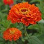 50 Pcs Orange Zinnia Elegans Youth-and-old-age Annual Flowering Plant Seeds