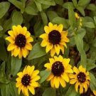 30 Pcs Creeping Zinnias Sanvitalia Flower Seeds