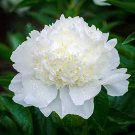 5 Pcs 'White Lovers' Light Fragrant Peony Flower Plant Seeds 5 Pcs 'White Lovers' Light Fragrant Peony Flower Plant Seeds
