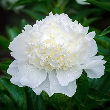 5 Pcs 'White Lovers' Light Fragrant Peony Flower Plant Seeds