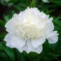 5 Pcs 'White Lovers' Light Fragrant Peony Flower Plant Seeds