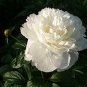 5 Pcs 'White Lovers' Light Fragrant Peony Flower Plant Seeds