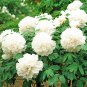 5 Pcs 'White Lovers' Light Fragrant Peony Flower Plant Seeds