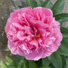 5 Pcs Rare Light Purple Fragrant Peony 'Shuang Bao' Seedling