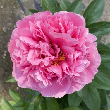 5 Pcs Rare Light Purple Fragrant Peony 'Shuang Bao' Seedling