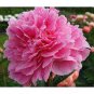 5 Pcs Rare Light Purple Fragrant Peony 'Shuang Bao' Seedling