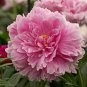 5 Pcs Rare Light Purple Fragrant Peony 'Shuang Bao' Seedling