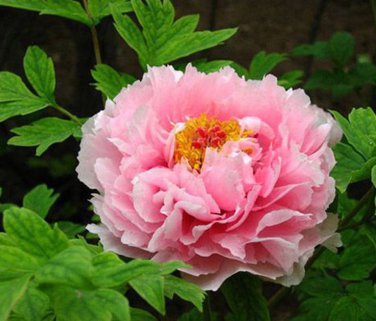 5 Pcs Rare 'Five Pink' Fragrant Peony Plant Flower Seeds