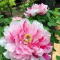 5 Pcs Rare 'Five Pink' Fragrant Peony Plant Flower Seeds