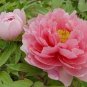 5 Pcs Rare 'Five Pink' Fragrant Peony Plant Flower Seeds