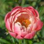 5 Pcs Rare Breathtaking Semidouble Coral Charm Peony Tree Flower Seeds