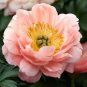 5 Pcs Rare Breathtaking Semidouble Coral Charm Peony Tree Flower Seeds