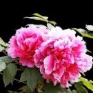 5 Pcs Heirloom Multi-petalled Pink Peony Tree 'Wu Zhi' Flower Seeds
