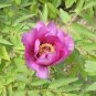 5 Pcs Heirloom Multi-petalled Pink Peony Tree 'Wu Zhi' Flower Seeds