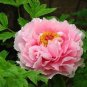 5 Pcs Heirloom Multi-petalled Pink Peony Tree 'Wu Zhi' Flower Seeds