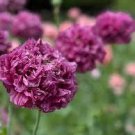 5 Pcs Rare Heirloom Huge Purple Ruffled Satin-like Tree Peony Flower Seeds