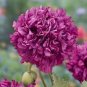 5 Pcs Rare Heirloom Huge Purple Ruffled Satin-like Tree Peony Flower Seeds