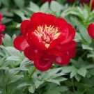 5 Pcs Rare Dark Red Tree Peony Flower 'Cong Zhong Xiao' Seeds 5 Pcs Rare Dark Red Tree Peony Flower 'Cong Zhong Xiao' Seeds