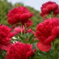 5 Pcs Rare Dark Red Tree Peony Flower 'Cong Zhong Xiao' Seeds