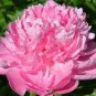 5 Pcs Rare Heirloom Pink Peony 'Gu Luo Kui' Garden Plant