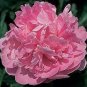 5 Pcs Rare Heirloom Pink Peony 'Gu Luo Kui' Garden Plant