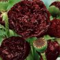 5 Pcs Rare Red Black Peony Flower Seeds