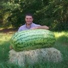 10 Pcs Giant Watermelon 'Iwanaga Giant' F1 Seeds