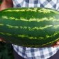 10 Pcs Giant Watermelon 'Iwanaga Giant' F1 Seeds