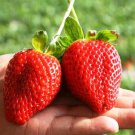 100 Pcs Super Giant Strawberry Fruit Seed Apple