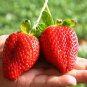 100 Pcs Super Giant Strawberry Fruit Seed Apple