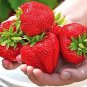 100 Pcs Super Giant Strawberry Fruit Seed Apple