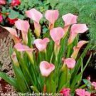 10 Pcs Mixed Calla Lily Flower Seeds 10 Pcs Mixed Calla Lily Flower Seeds