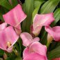 10 Pcs Mixed Calla Lily Flower Seeds