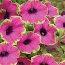 100 Pcs Rare Picasso Petunia Flower Seeds 100 Pcs Rare Picasso Petunia Flower Seeds