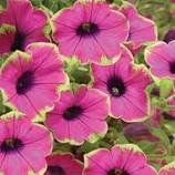 100 Pcs Rare Picasso Petunia Flower Seeds