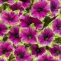 100 Pcs Rare Picasso Petunia Flower Seeds
