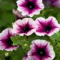 100 Pcs Rare Picasso Petunia Flower Seeds