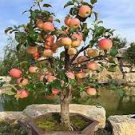 10 Pcs Red Sweet Bonsai Apple Tree Fruit Organic Seeds 10 Pcs Red Sweet Bonsai Apple Tree Fruit Organic Seeds