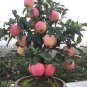 10 Pcs Red Sweet Bonsai Apple Tree Fruit Organic Seeds