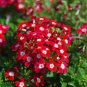 30 Pcs Blood Red Verbena Flower Seeds