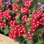 30 Pcs Blood Red Verbena Flower Seeds